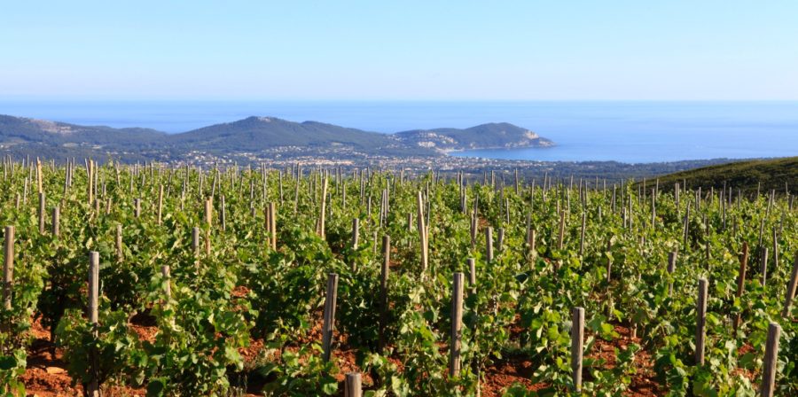 Bandol Wine Tour from Marseilles