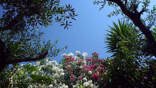 A view of some trees and flowers in the sky.