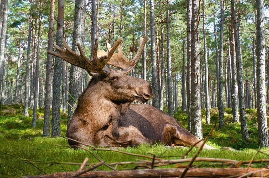 A moose laying in the grass near some trees.