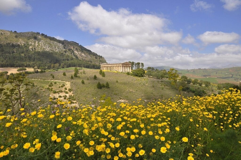 A field of yellow flowers in front of a mountain.