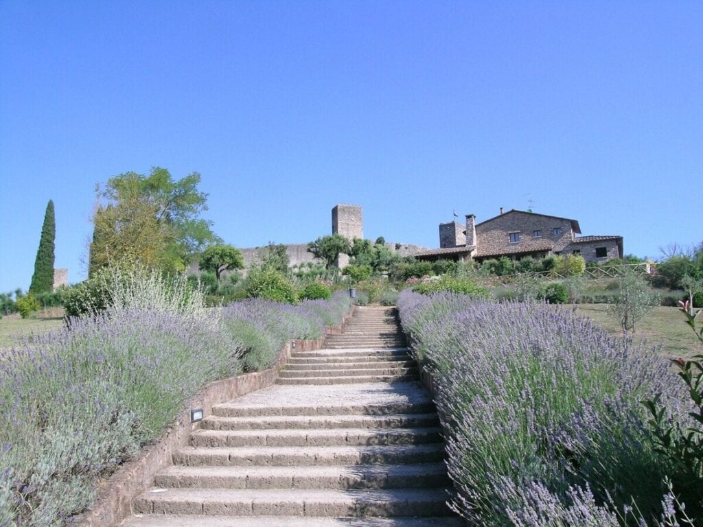 A field of lavender with stairs leading up to it.