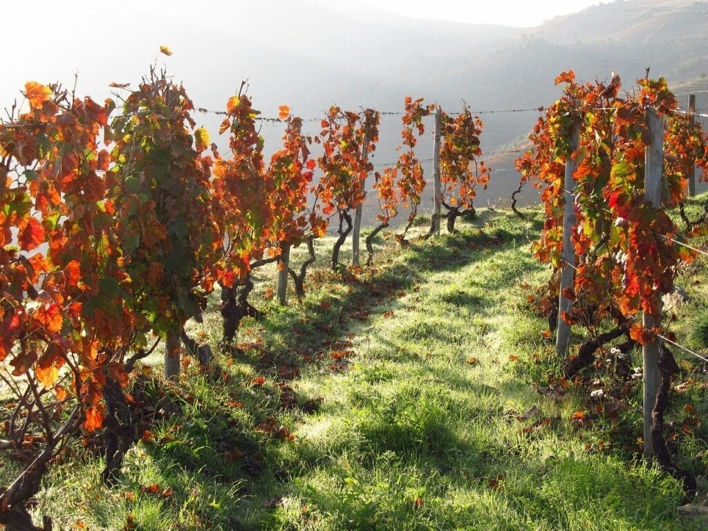 A vineyard with many vines in the fall.