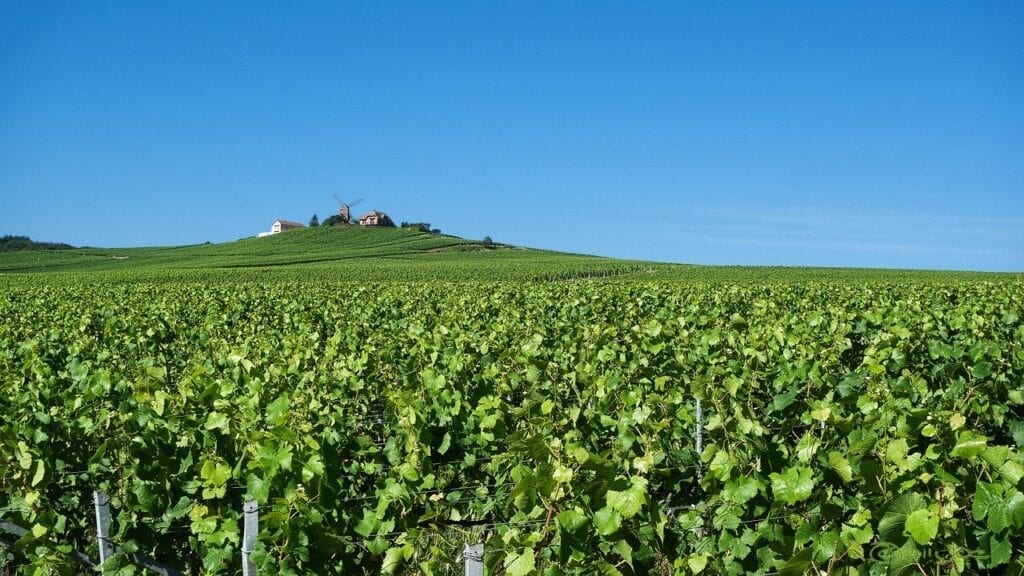 A vineyard with green grass and blue sky