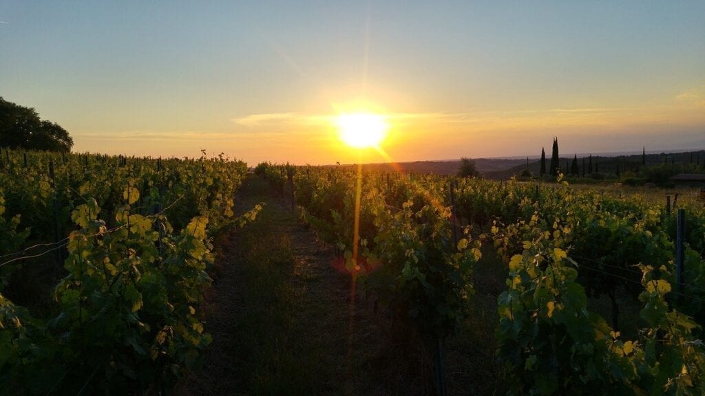 A sunset over a vineyard with the sun setting.