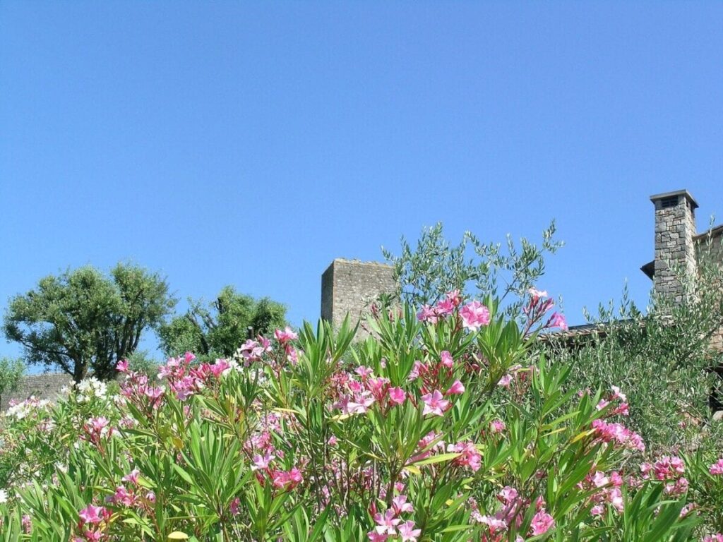 A field of flowers with a building in the background.