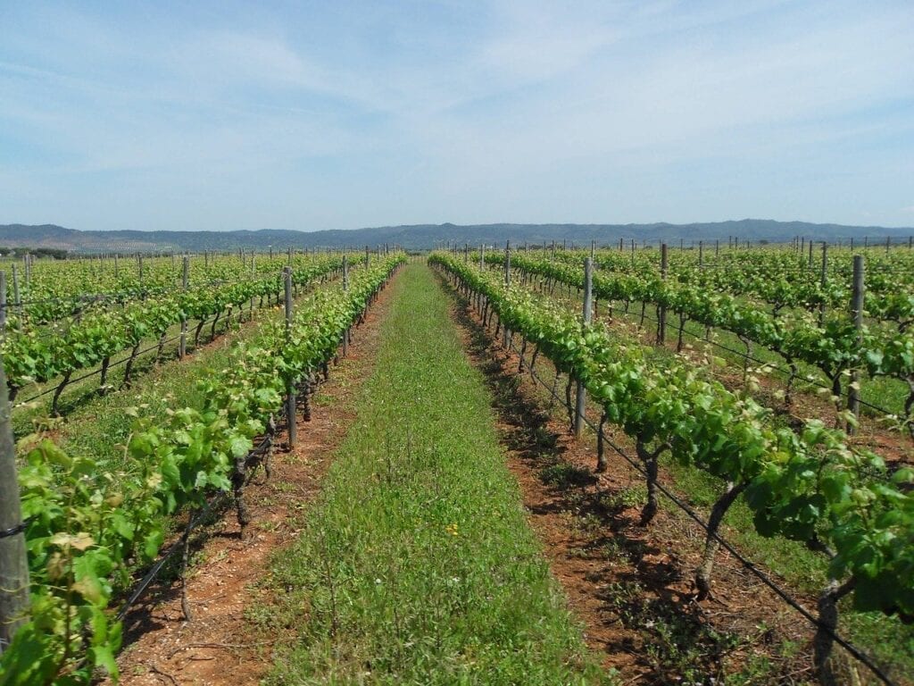 A vineyard with rows of vines in the middle.