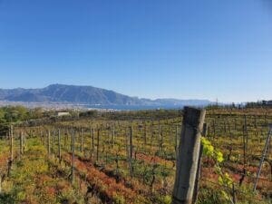 A vineyard with mountains in the background.